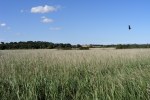 17: There are many nearby reed beds around Walberswick, which are good places for spotting various bird life