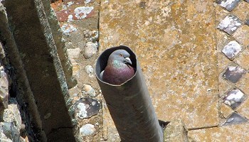 St. Andrew’s Church, Walberswick - the things you see at church!