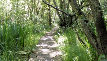 Walberswick is surrounded by numerous countryside walks